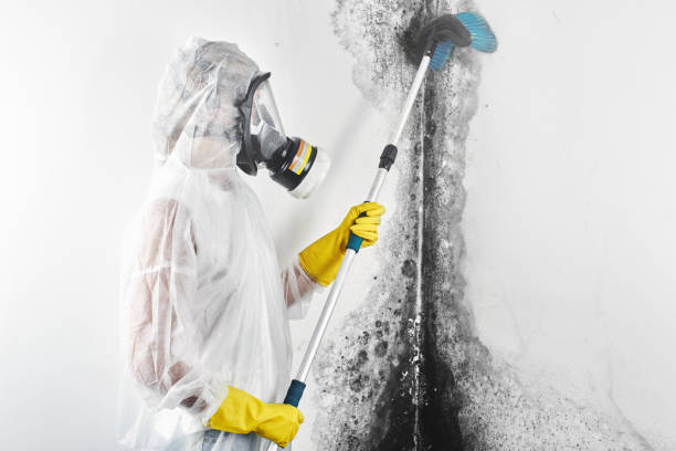 Best Black Mold Removal  in Jamestown, NY