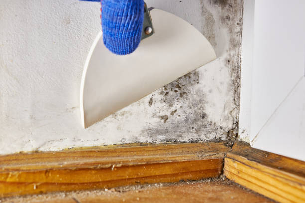 Best Environmental Consulting for Mold Prevention  in Jamestown, NY
