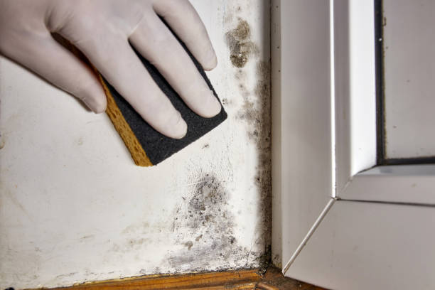 Best Forensic Mold Investigation  in Jamestown, NY